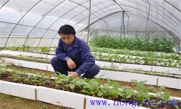 如何选用棚室番茄品种 如何选用棚室番茄品种