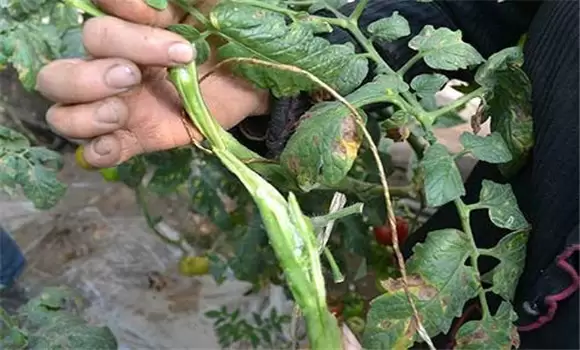番茄枯萎病怎么治疗 番茄枯萎病怎么治疗