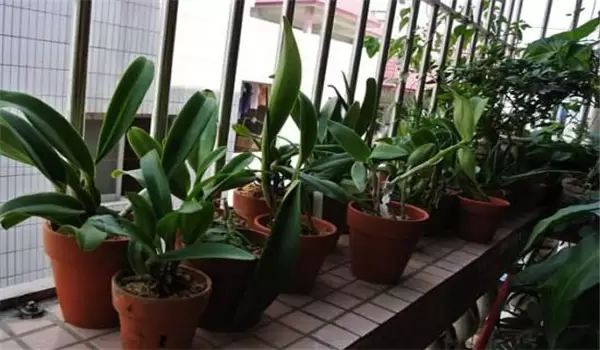 卡特兰花栽培技术要点 卡特兰花栽培技术要点