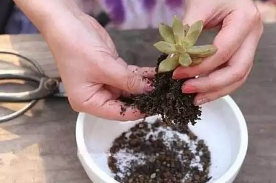 冬天换盆的花要不要马上浇水 冬天换盆的花要不要马上浇水