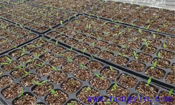番茄育苗技术要点