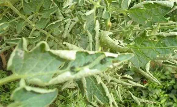 番茄卷叶子是什么原因