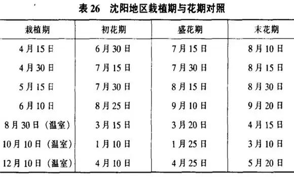 唐菖蒲栽培管理要点 唐菖蒲栽培管理要点