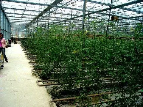 番茄后期用什么肥好