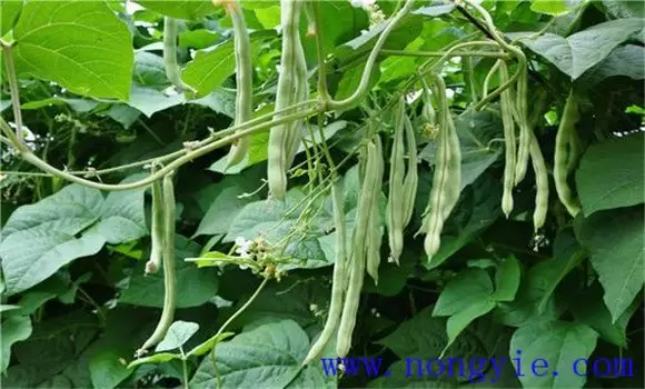 什么是菜豆根腐病 什么是菜豆根腐病