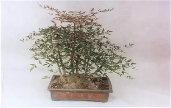 南天竹怎么养殖?告诉你南天竹是乔木还是灌木 南天竹怎么养殖?告诉你南天竹是乔木还是灌木