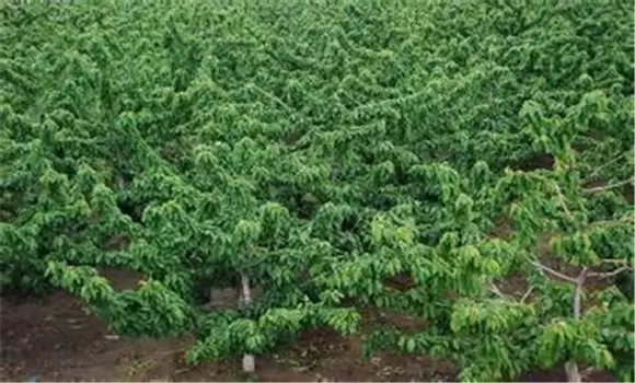 大樱桃结果枝组的培养和修剪方法 大樱桃结果枝组的培养和修剪方法