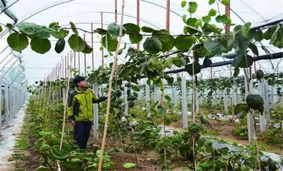 夏季大棚樱桃管理技术的四个注意事项 夏季大棚樱桃管理技术的四个注意事项