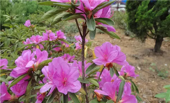 杜鹃花的养殖方法技巧与技术要点 杜鹃花的养殖方法技巧与技术要点