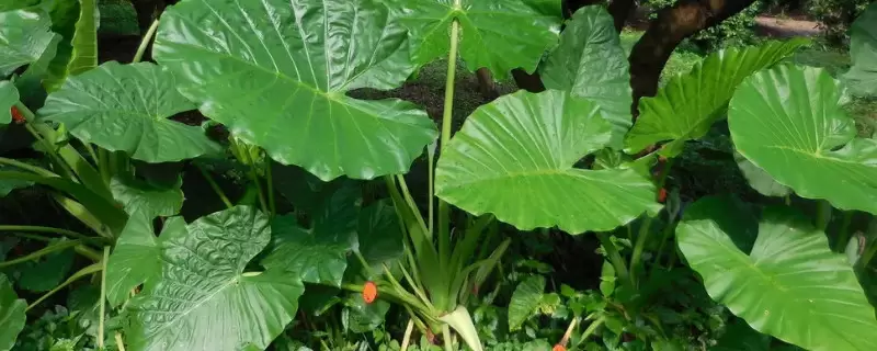 去甲醛味用什么植物 去甲醛味用什么植物