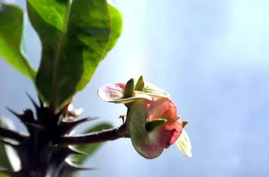 室内不适合养什么花草植物,室内养花禁忌 室内不适合养什么花草植物,室内养花禁忌