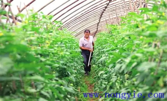 番茄种植管理技术须知的几个要点
