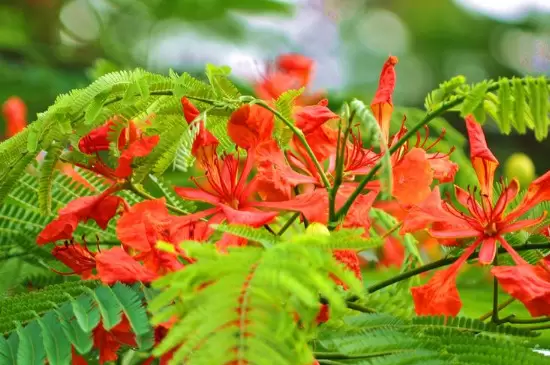 凤凰花的花语是什么意思 凤凰花的花语是什么意思