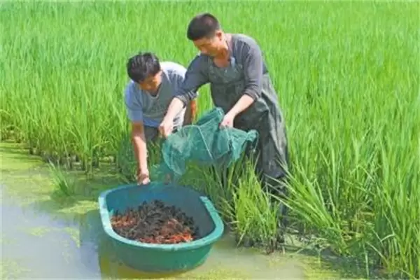 养龙虾用什么饲料最好 养龙虾用什么饲料最好