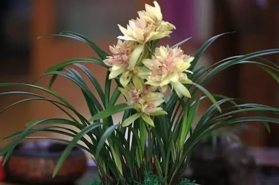 兰草花品种 兰草花品种