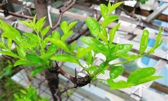 春季枣树嫁接时间和方法 春季枣树嫁接时间和方法