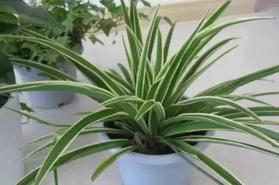 什么植物晚上释放氧气 什么植物晚上释放氧气