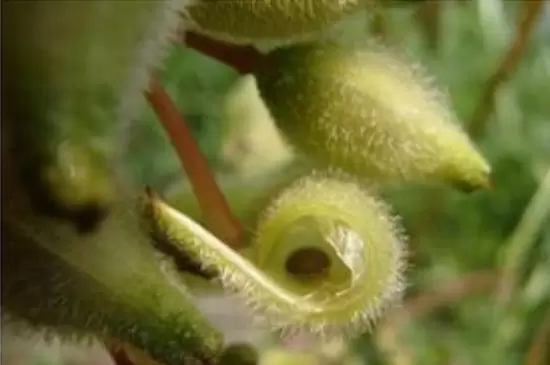 十种植物的传播方法 十种植物的传播方法