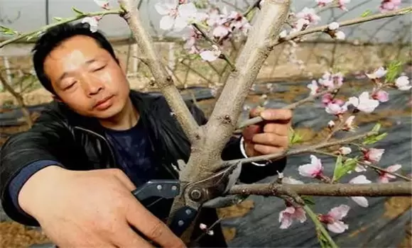 大棚桃树的种植方法和管理技术的五个关键点 大棚桃树的种植方法和管理技术的五个关键点