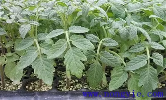 番茄育苗技术要点