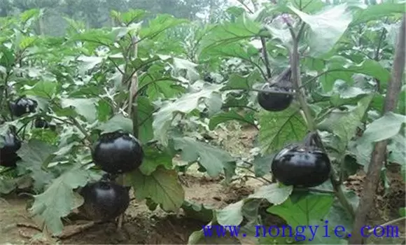 夏茄子什么时候育苗 夏茄子什么时候育苗