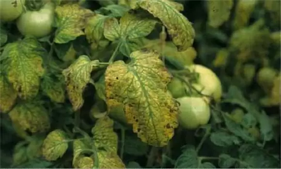 番茄枯萎病怎么治疗 番茄枯萎病怎么治疗