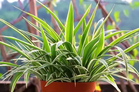 去甲醛味用什么植物 去甲醛味用什么植物