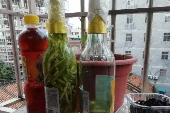 啤酒可以浇什么花 啤酒可以浇什么花