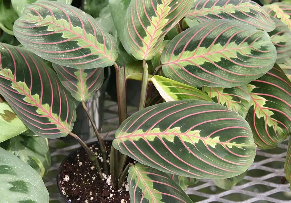 几种多样观叶植物生长条件介绍 几种多样观叶植物生长条件介绍