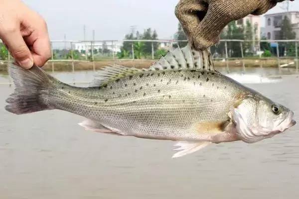 加州鲈养殖技术流程,加州鲈的特点 加州鲈养殖技术流程,加州鲈的特点