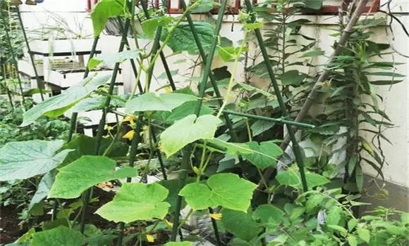 丝瓜育苗温度要求