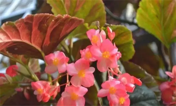 如何养殖秋海棠 如何养殖秋海棠