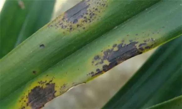 兰花炭疽病防治技术要点 兰花炭疽病防治技术要点