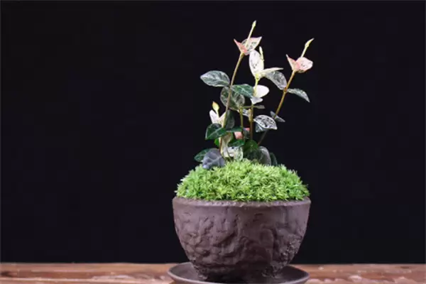常见花盆的种类和特点、材质款式用途