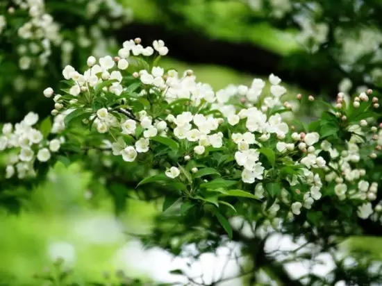 室内盆栽花卉如何选购:住所朝向环境,个人喜好 室内盆栽花卉如何选购:住所朝向环境,个人喜好