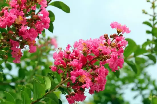 夏天开的花都有什么花 夏天开的花都有什么花