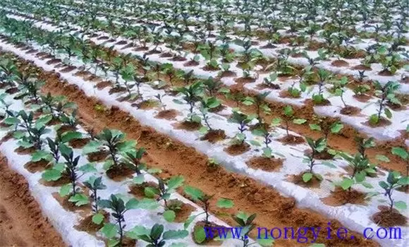 夏茄子什么时候育苗 夏茄子什么时候育苗