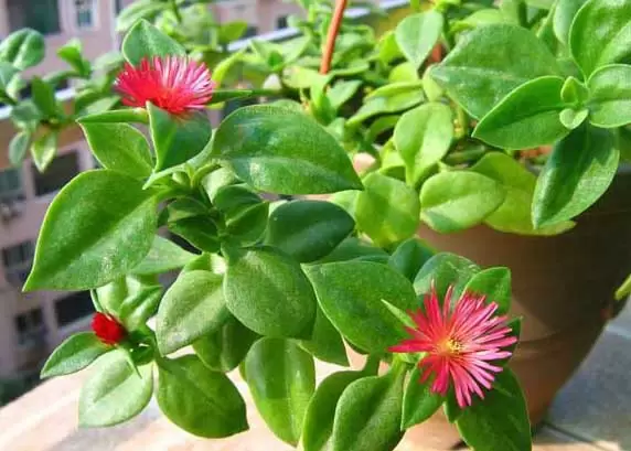 吸甲醛的植物有哪些? 吸甲醛的植物有哪些?