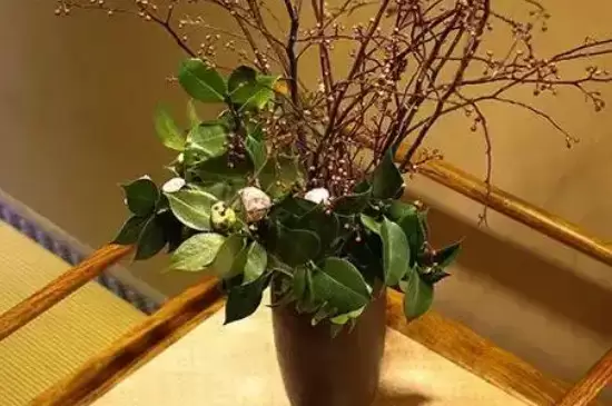 灯台鲜花枝要用水养吗 灯台鲜花枝要用水养吗
