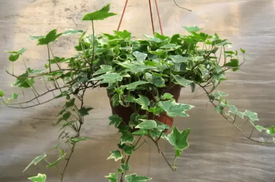 喜阴的植物 喜阴的植物