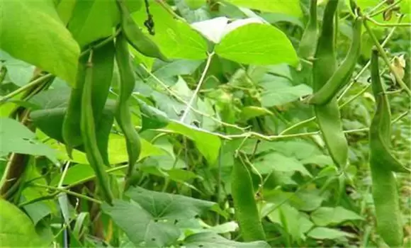 四季豆栽培管理技术要点 四季豆栽培管理技术要点