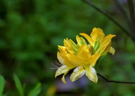 室内不适合养什么花草植物,室内养花禁忌 室内不适合养什么花草植物,室内养花禁忌