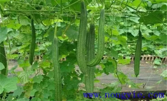 丝瓜种植温度要求