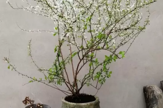 干支雪柳如何快速开花 干支雪柳如何快速开花