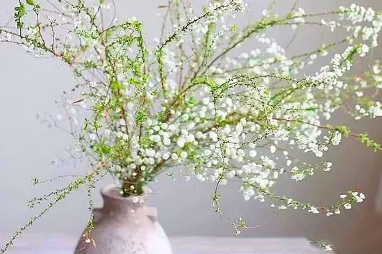 干枝雪柳要喷水吗 干枝雪柳要喷水吗