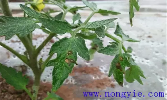 番茄的主要病害有哪些、怎样防治 番茄的主要病害有哪些、怎样防治