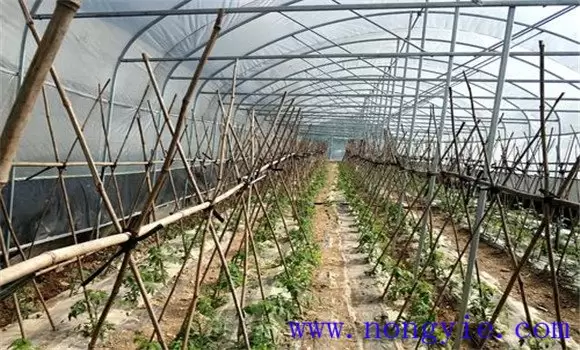 番茄对光照要求有哪些