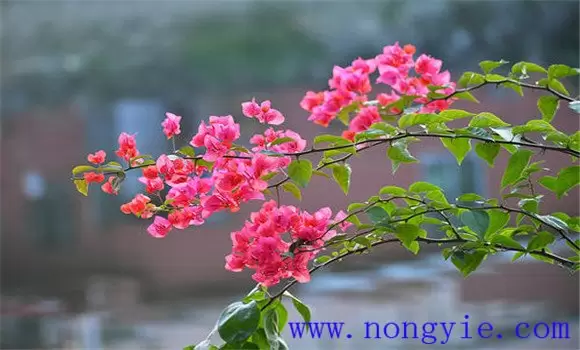 叶子花(三角花)如何养殖 叶子花(三角花)如何养殖