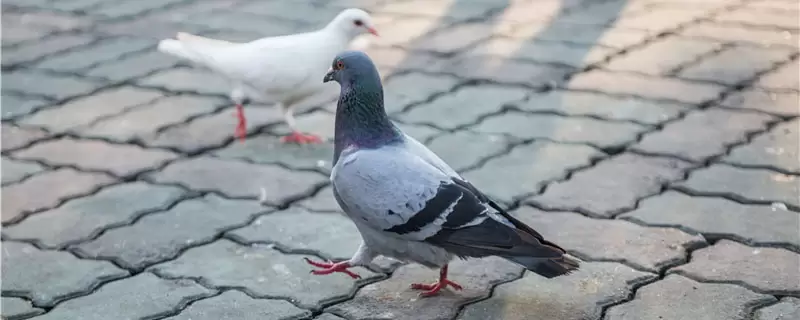 如何养鸽子,准备合适的养殖场所 如何养鸽子,准备合适的养殖场所