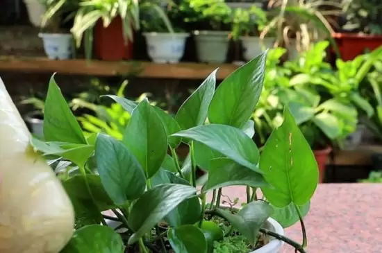 过期牛奶怎么处理才能浇花 过期牛奶怎么处理才能浇花